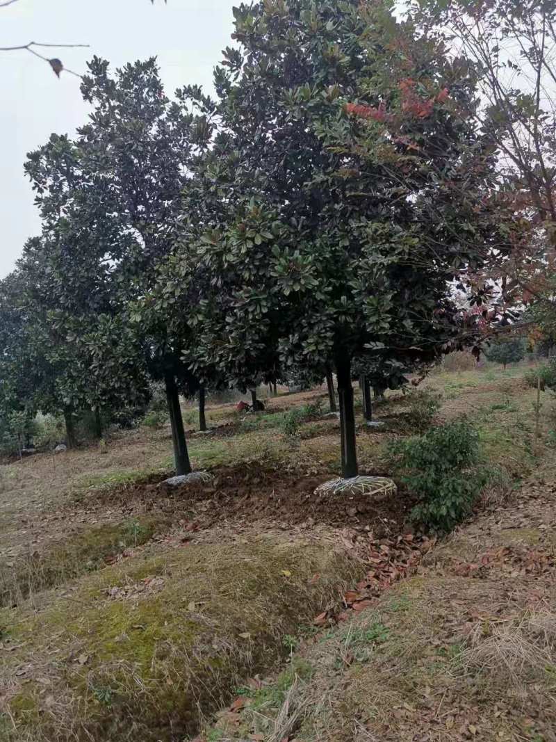 20公分广玉兰价格，南京苗圃直销，数量大