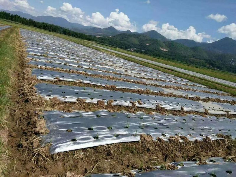 螺丝椒种植黑银防蚜地膜促进生长较强反光功能诚信经