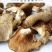 天然寒菌500g袋装雁来蕈农家自晒松乳菇食用雁鹅菌谷熟菌