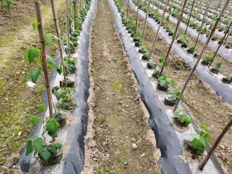 黑白相间地膜增温防草保墒功能厂家直销批发价格-葛