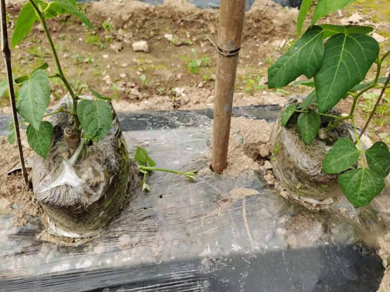 黑白相间地膜增温防草保墒功能厂家直销批发价格-葛
