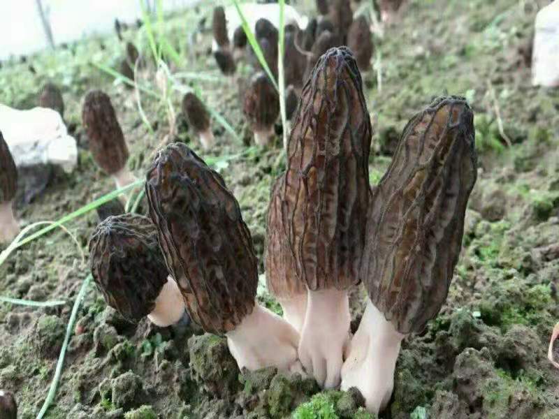 黑色防草打孔地膜-羊肚菌种植-菌类地膜-食用菌种植-透气