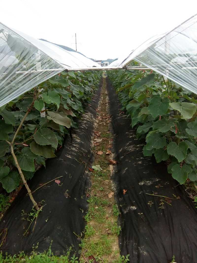 pe黑地膜-番茄土豆黄瓜青椒种植用-青州塑料工业园