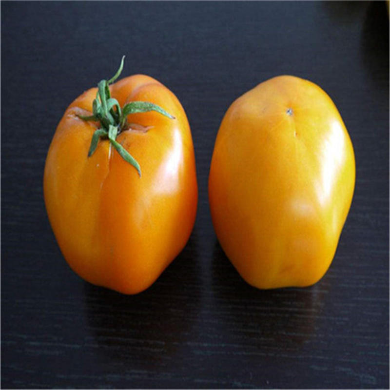 黄玉西红柿种子大果黄番茄种子柿抗圣女果番茄籽
