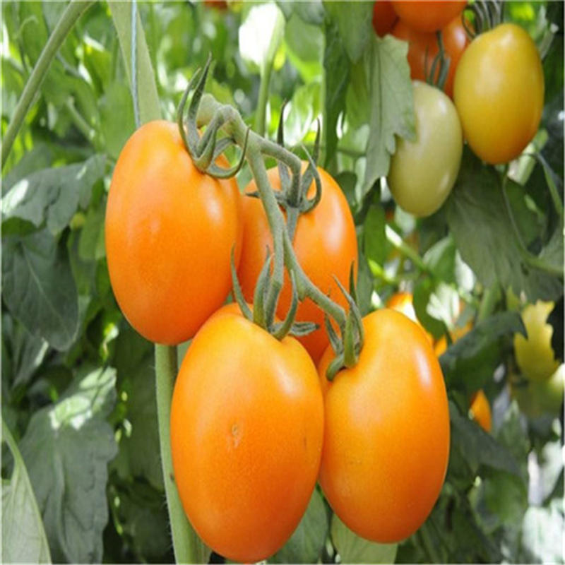 黄玉西红柿种子大果黄番茄种子柿抗圣女果番茄籽