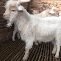 精品绒山羊大量有货自家养殖养殖场直发全国发货