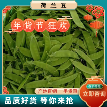 【一手货源】荷兰豆云南荷兰豆精品甜豆已上市量大