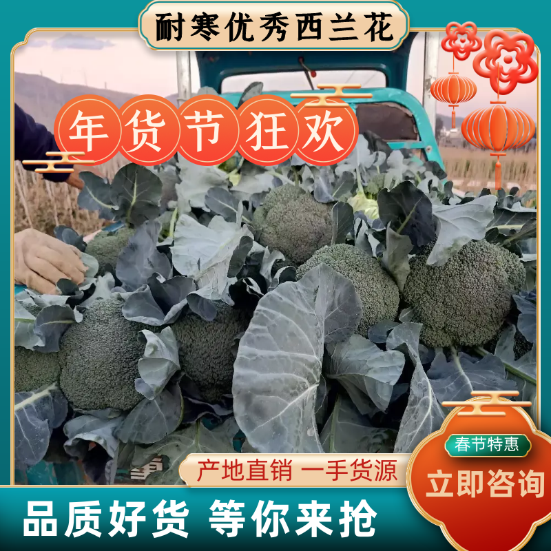 西兰花云南西兰花优质货量大产地直销【一手货源】价优
