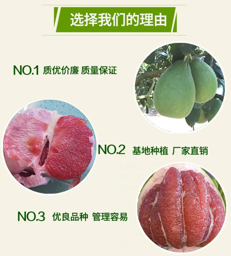 泰国红宝石青柚子苗泰国原装正版母本精品嫁接保证纯度
