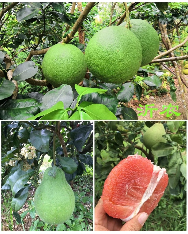 泰国红宝石青柚子苗泰国原装正版母本精品嫁接保证纯度