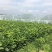 泰国红宝石青柚子苗泰国原装正版母本精品嫁接保证纯度