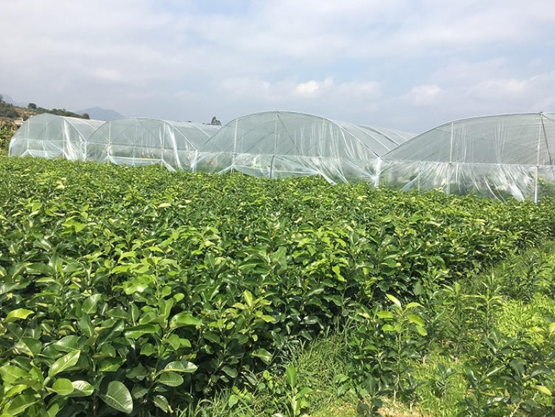 泰国红宝石青柚子苗泰国原装正版母本精品嫁接保证纯度