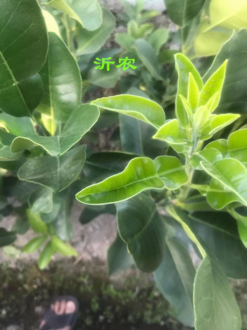 红心柚子苗【泰国暹罗红柚苗保证纯度】皮特红品种纯正