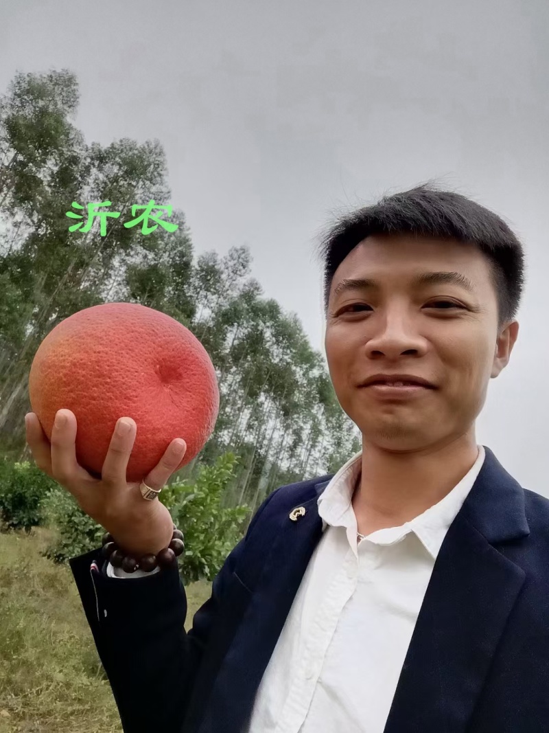 红心柚子苗【泰国暹罗红柚苗保证纯度】皮特红品种纯正