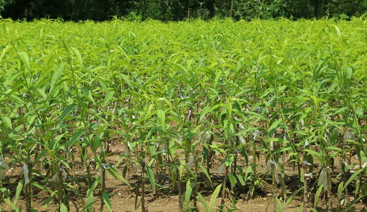 冬桃树苗生长图