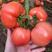 寿光西红柿种苗批发大果型软粉硬粉西红柿苗可嫁接高抗病