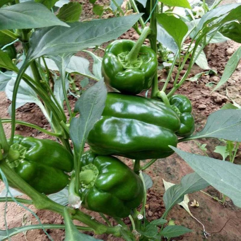 辣椒种苗太空椒苗果实大肉厚口感好产量高寿光育苗厂