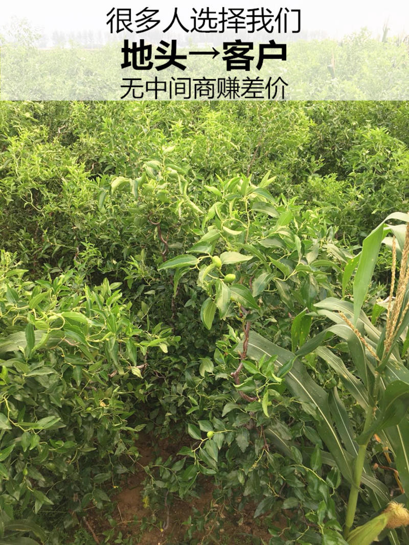 枣树苗沾化三代冬枣苗南北方种植地栽庭院当年结果