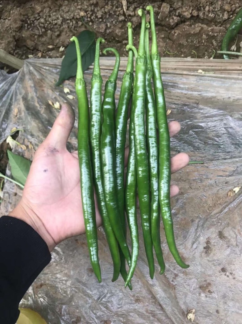 二荆条辣椒苗薄皮黄黑线椒苗超长线椒苗中早熟辣味浓