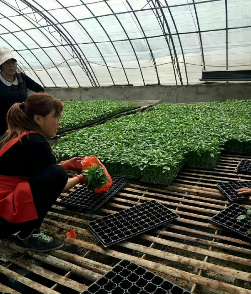 大个甜椒圆椒苗红黄紫五彩菜椒苗抗病性好成活率高