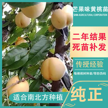 【带防伪码】芒果口味黄桃树苗基地直包邮包技术
