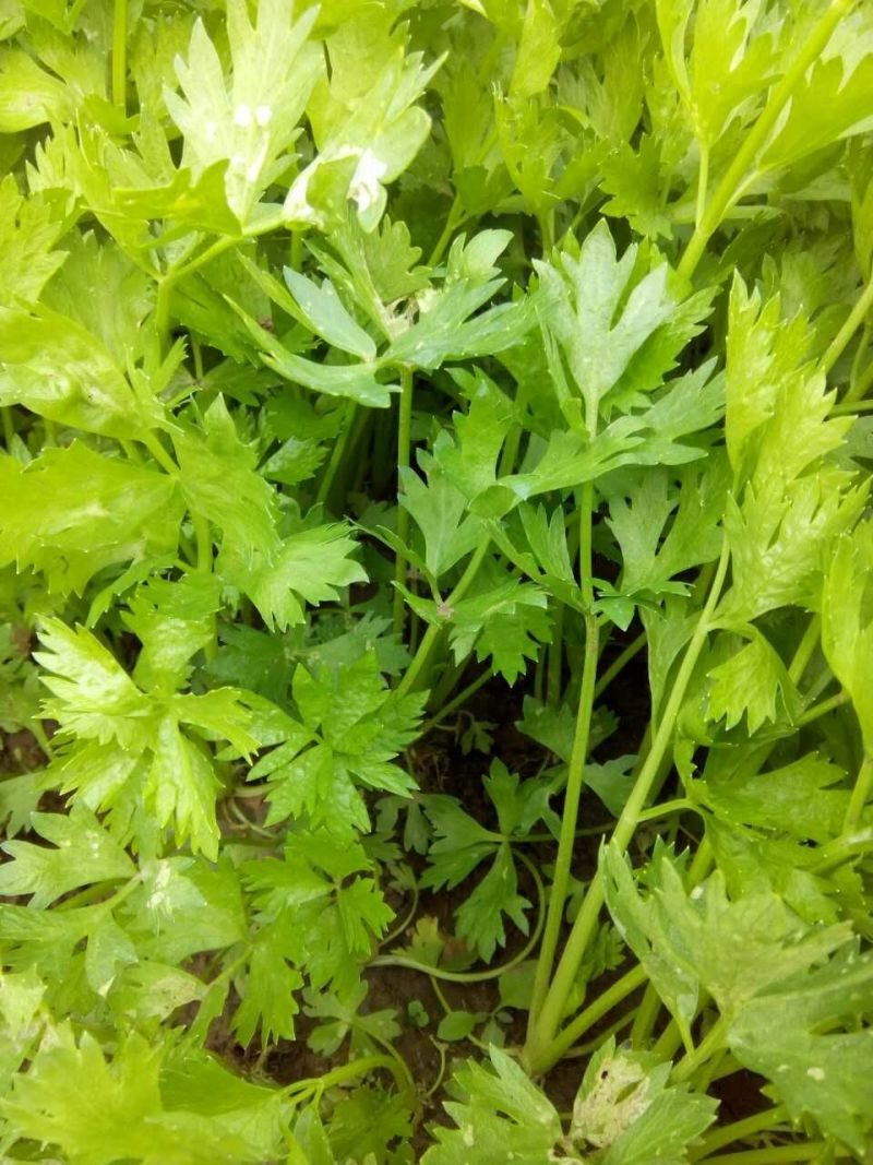 地拔芹菜苗法国皇后文图拉芹菜苗百利耐寒穴盘芹菜苗