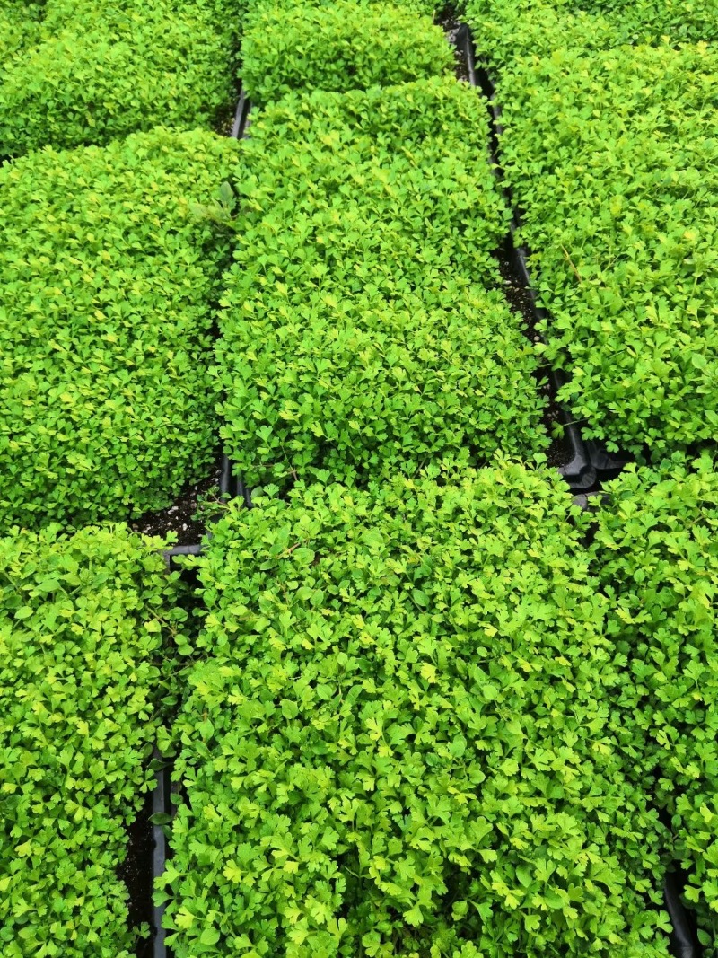 地拔芹菜苗法国皇后文图拉芹菜苗百利耐寒穴盘芹菜苗