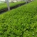 地拔芹菜苗法国皇后文图拉芹菜苗百利耐寒穴盘芹菜苗