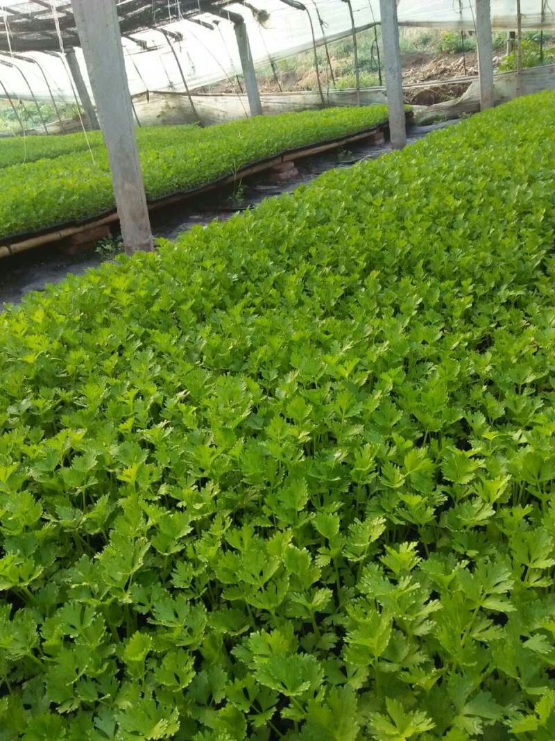 地拔芹菜苗法国皇后文图拉芹菜苗百利耐寒穴盘芹菜苗