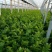 地拔芹菜苗法国皇后文图拉芹菜苗百利耐寒穴盘芹菜苗