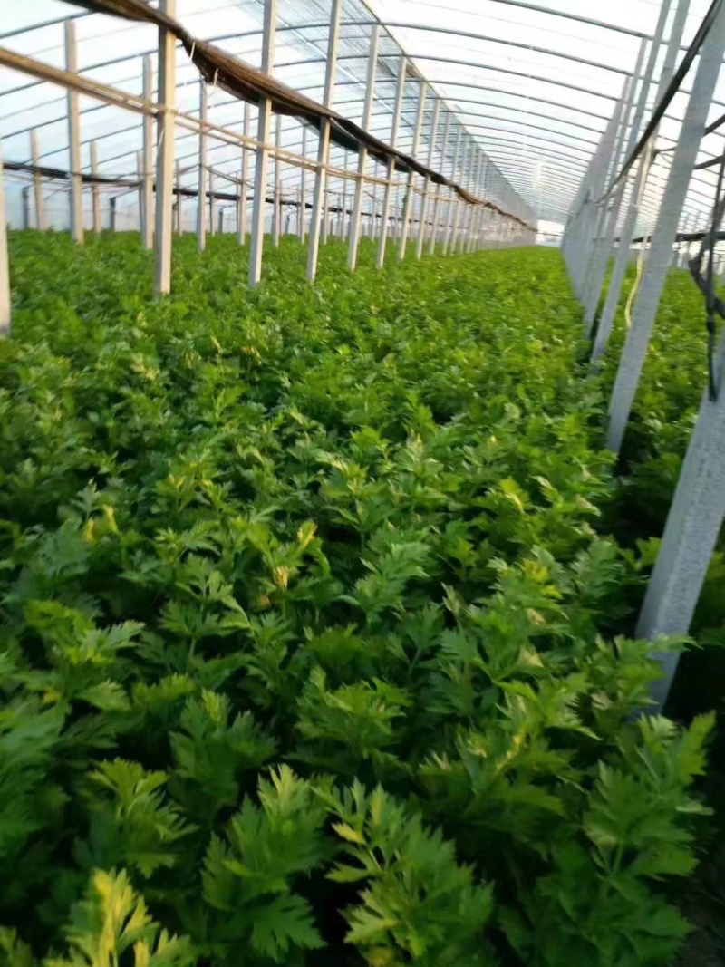 地拔芹菜苗法国皇后文图拉芹菜苗百利耐寒穴盘芹菜苗