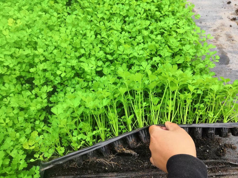 地拔芹菜苗法国皇后文图拉芹菜苗百利耐寒穴盘芹菜苗