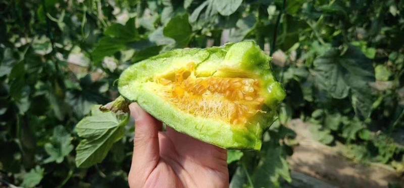 甜瓜苗批发羊角蜜甜瓜苗口感脆甜度高早中熟品种
