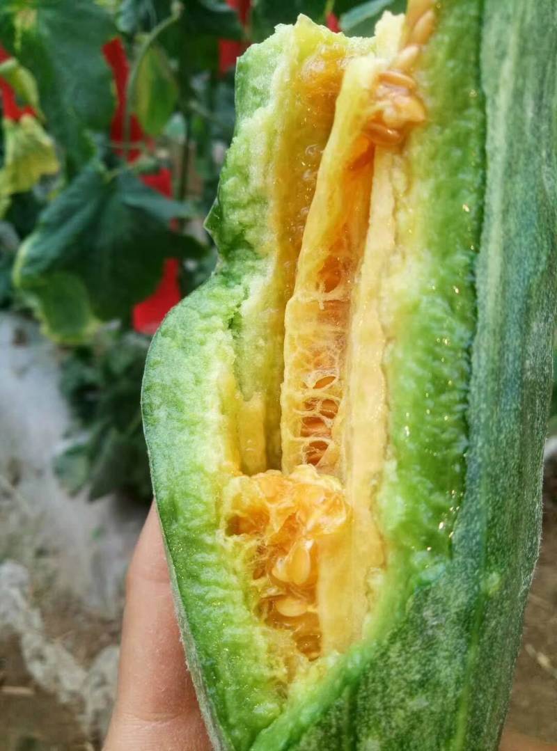 甜瓜苗批发羊角蜜甜瓜苗口感脆甜度高早中熟品种