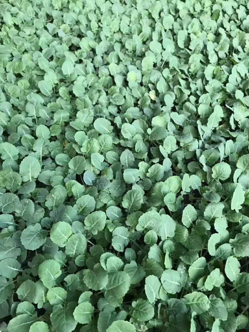耐寒优秀西兰花苗耐热炎秀西蓝花苗寿光批发质量好