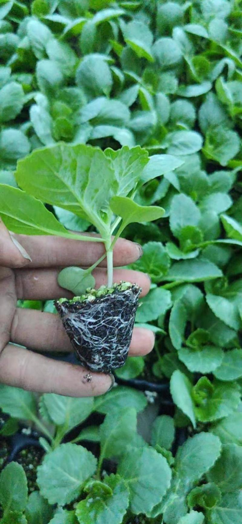 耐寒优秀西兰花苗耐热炎秀西蓝花苗寿光批发质量好