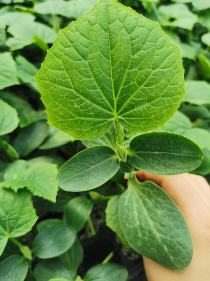 旱黄瓜苗批发田娇7号9号大刺溜黄瓜种苗未来系列黄瓜苗