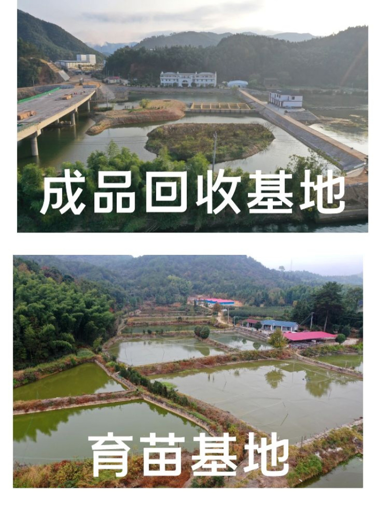 鲈鱼苗批发产地直销高质量无病开口苗