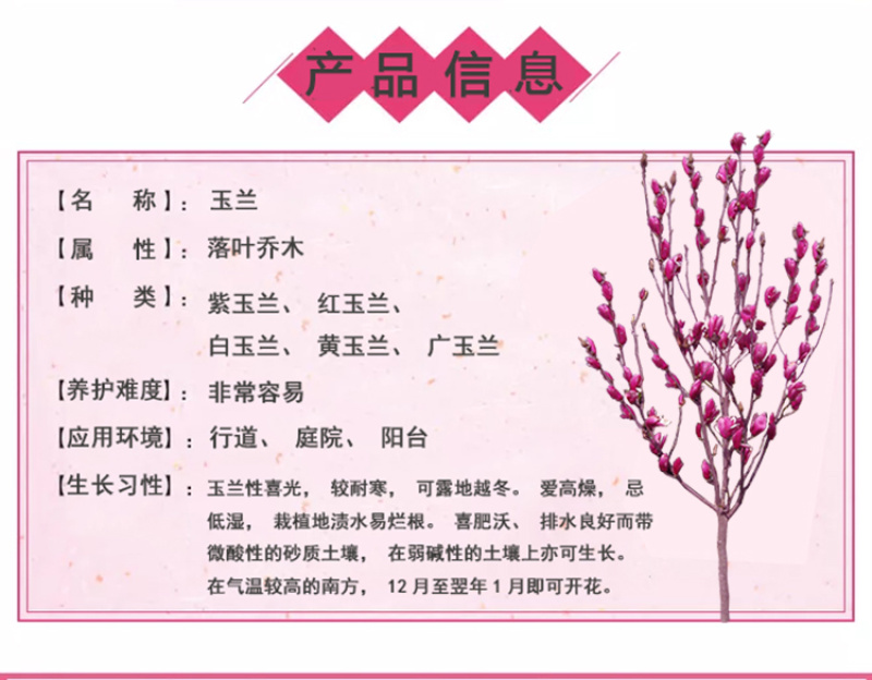 玉兰树苗精品一级玉兰苗紫玉兰树苗红玉兰树苗