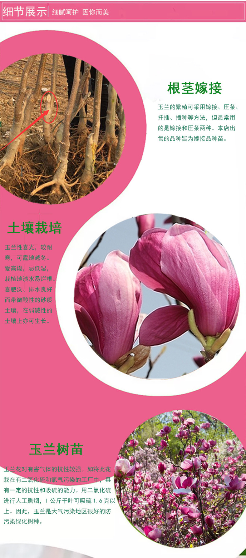 玉兰树苗精品一级玉兰苗紫玉兰树苗红玉兰树苗