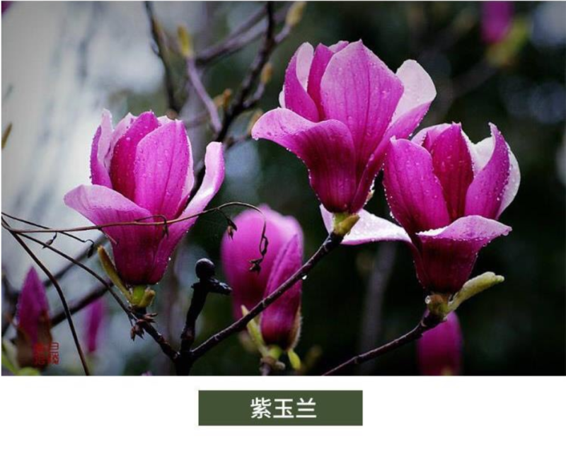 玉兰树苗精品一级玉兰苗紫玉兰树苗红玉兰树苗