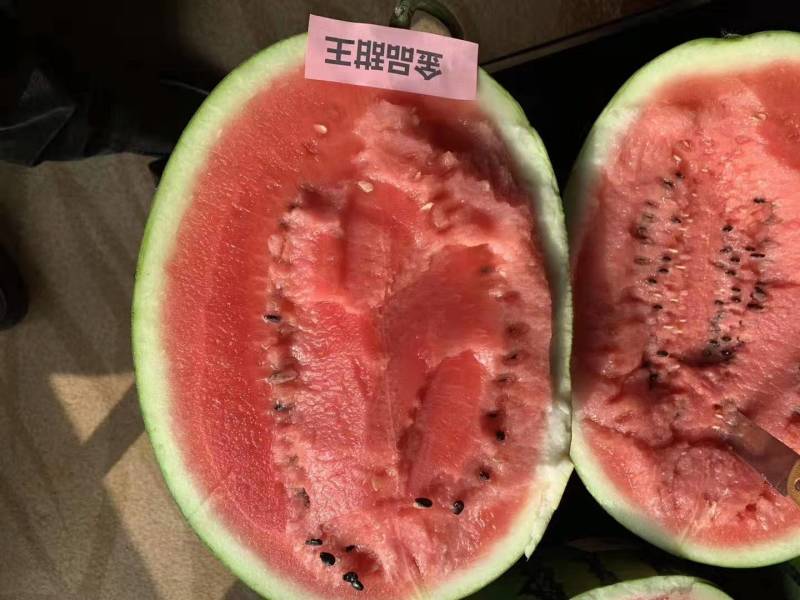 甜王大型西瓜苗花皮高产大西瓜苗甜度高嫁接直播苗供应