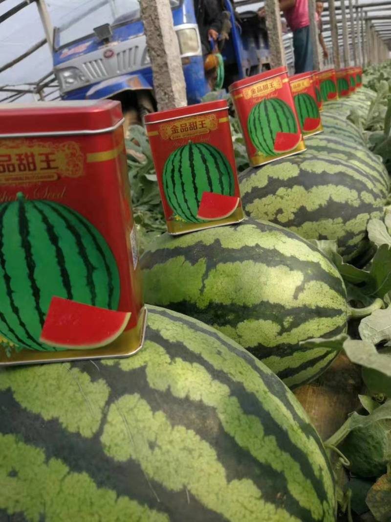 甜王大型西瓜苗花皮高产大西瓜苗甜度高嫁接直播苗供应