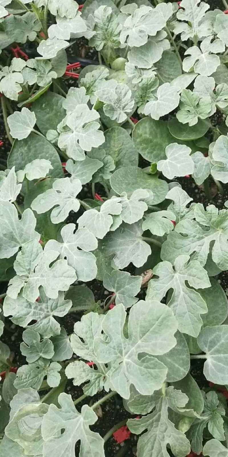甜王大型西瓜苗花皮高产大西瓜苗甜度高嫁接直播苗供应