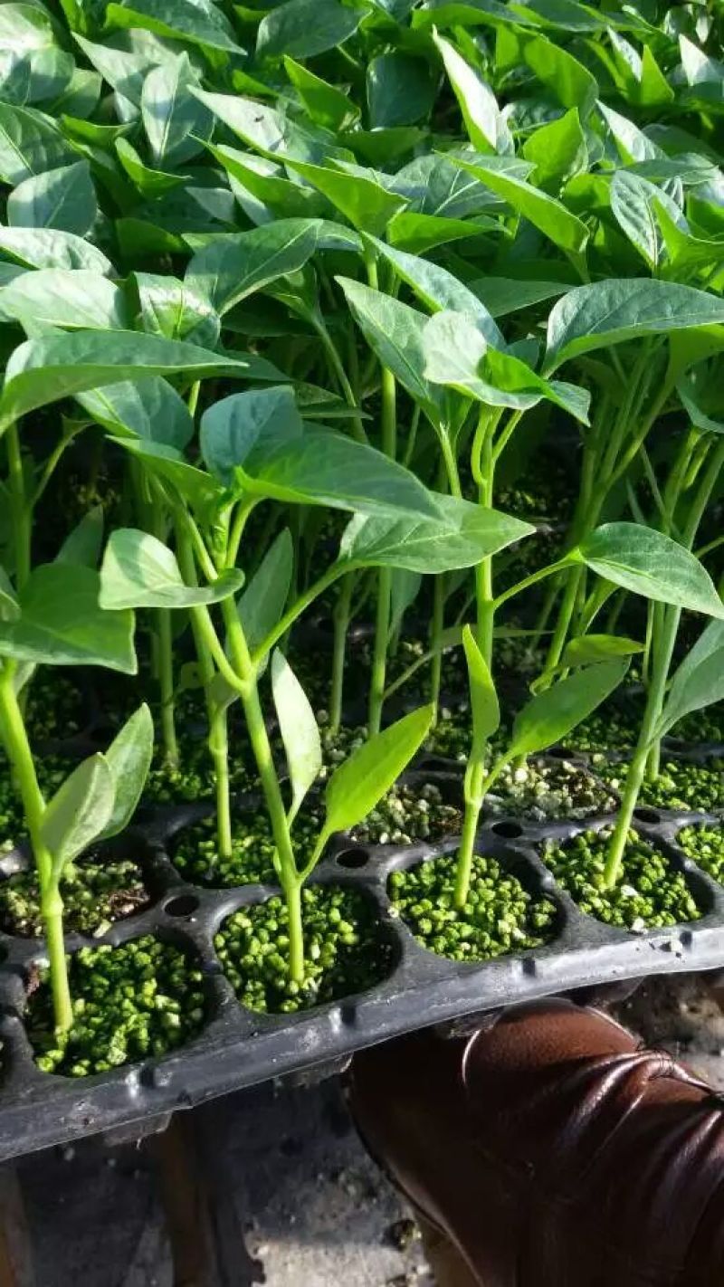 杭椒一号苗薄皮黄绿皮细长辣椒苗露天大棚种植高产