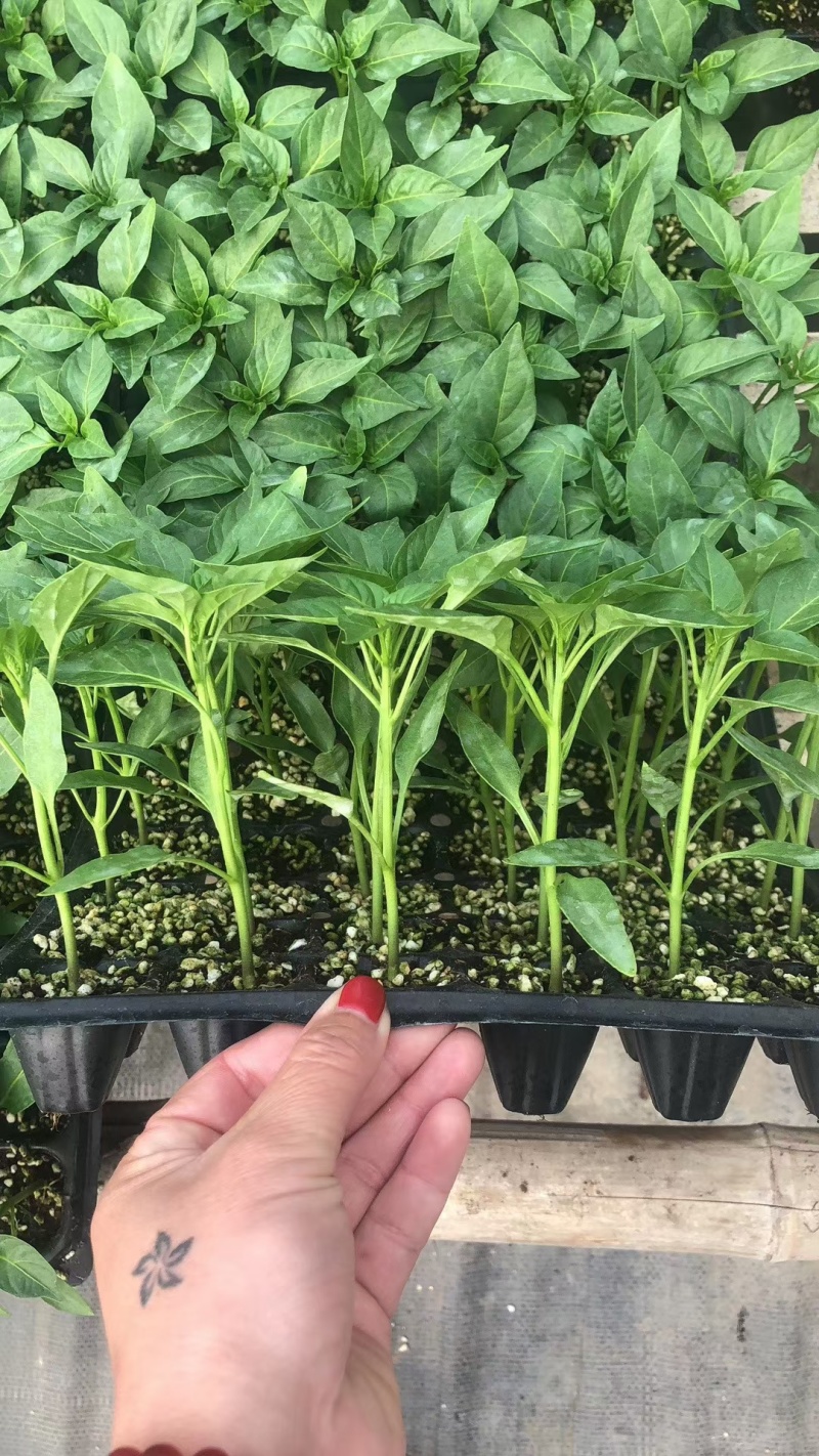 杭椒一号苗薄皮黄绿皮细长辣椒苗露天大棚种植高产
