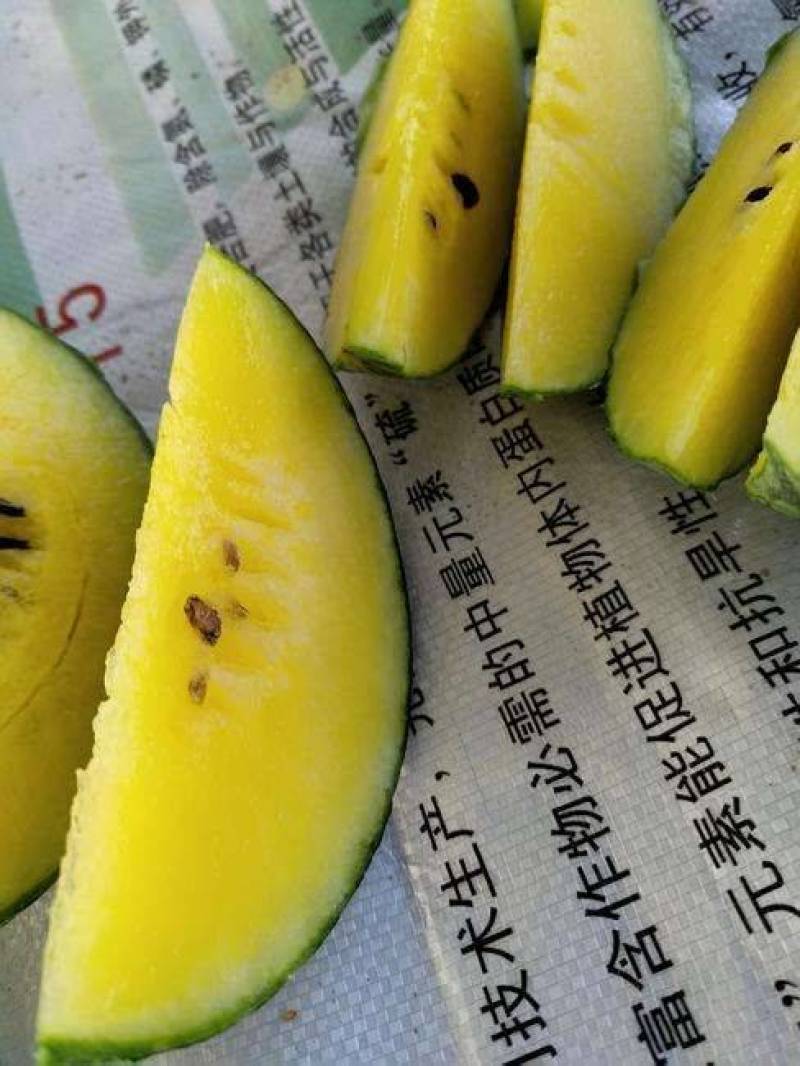 小兰黄瓤西瓜苗黄小玉小礼品黄瓤西瓜苗早熟皮薄糖度高