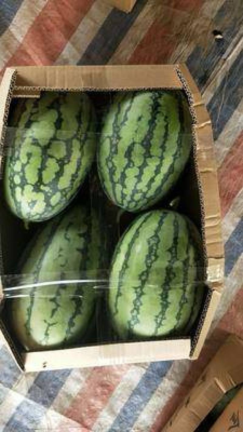 寿光2K西瓜苗4K礼品小西瓜苗供应甜度高嫁接直播基地发