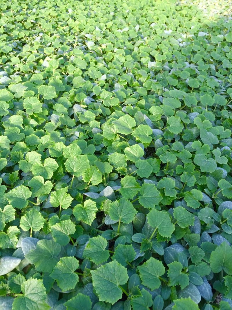 黄瓜种苗嫁接油亮黄瓜苗免蘸花短把密刺黑油量瓜