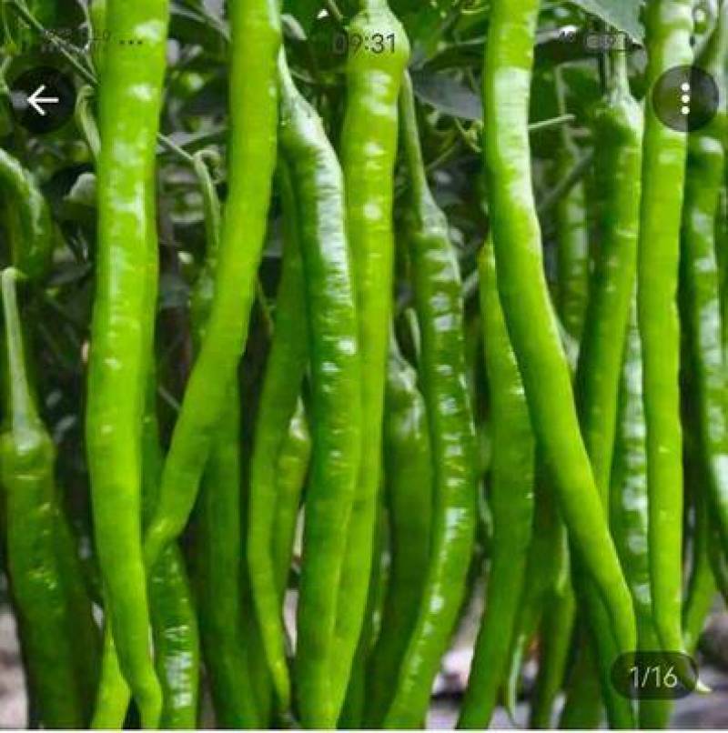 二荆条辣椒苗二金条辣椒苗中早熟品种露天定植抗病性好